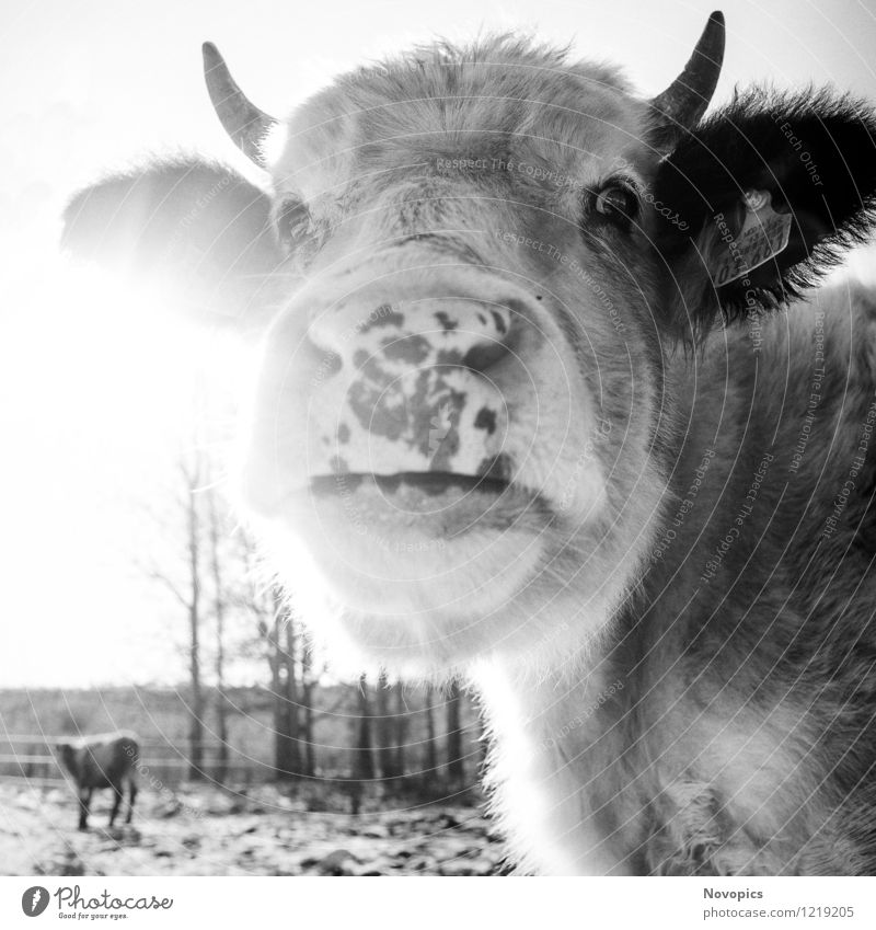 Cattle In Sun Lebensmittel Fleisch Milch Sonne Landwirtschaft Forstwirtschaft Natur Landschaft Tier Winter Wiese Feld Haustier Nutztier Kuh 2 schwarz weiß