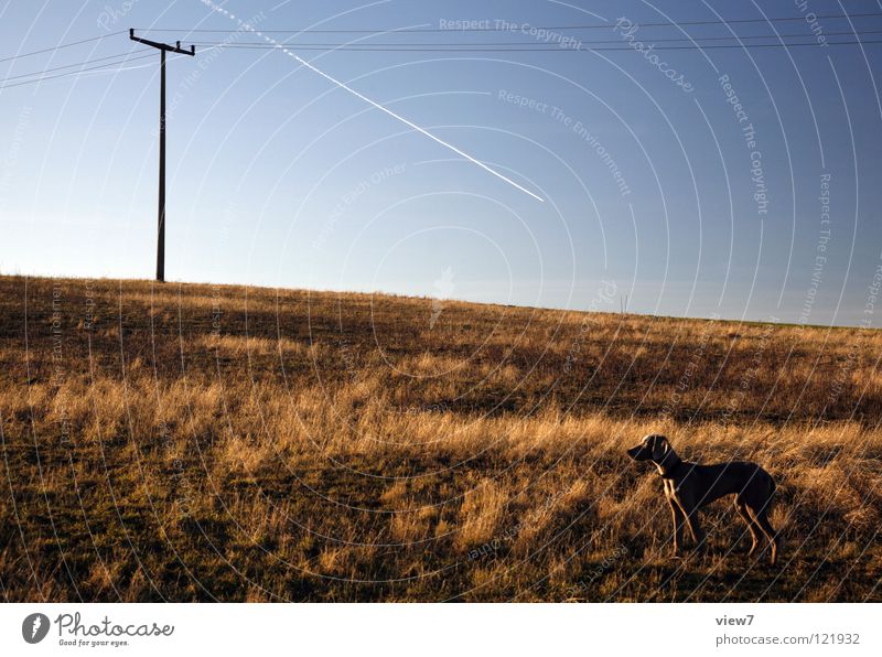 Richtungen Hund Feld Welpe klein groß Elektrizität Flugzeug Spuren braun grau trist leer Einsamkeit Horizont Weimaraner Winter schön Säugetier Konzentration