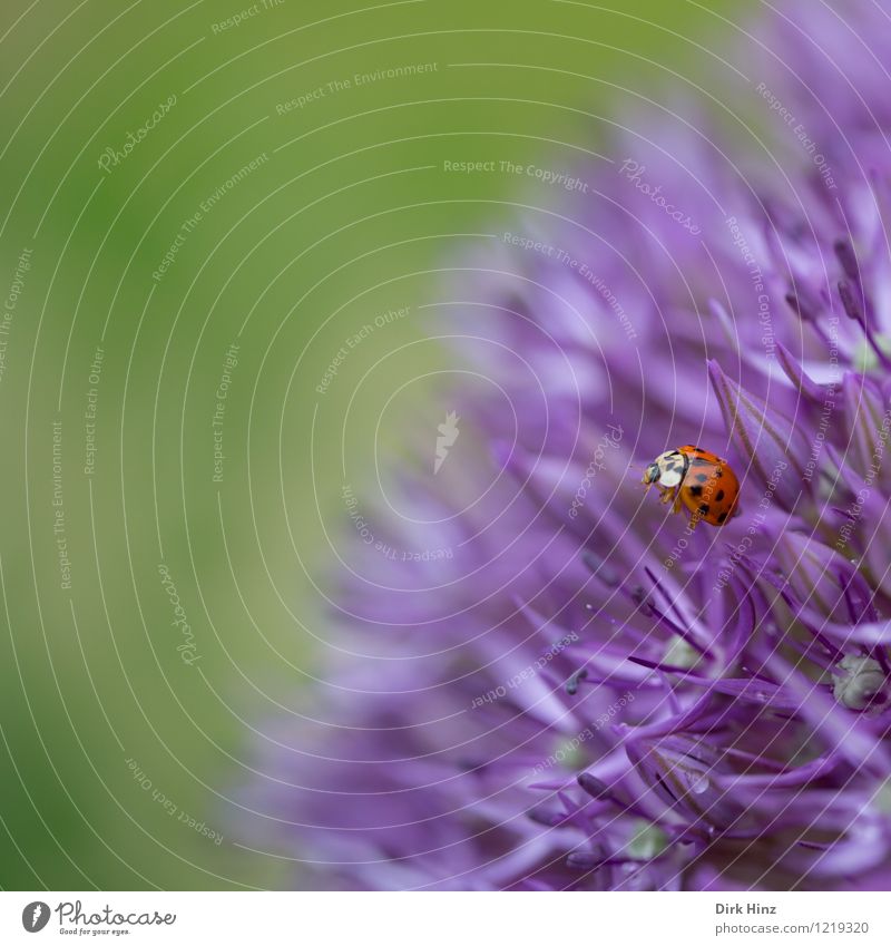 Marienkäfer besucht Zierlauch Umwelt Natur Pflanze Tier Frühling Sommer Blüte Garten Park Wildtier Käfer Flügel 1 außergewöhnlich Duft schön grün violett Blume