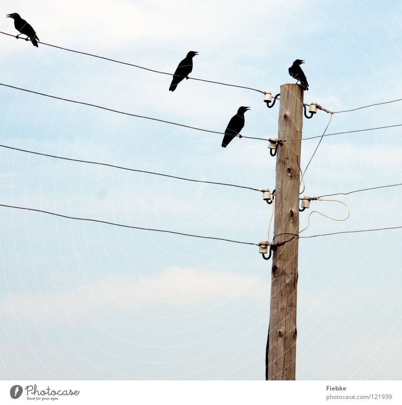 Pechvögel? Vogel schwarz 4 Krähe Krach Rabenvögel Pechvogel Strommast alt Leitung Holz Schnabel offen direkt Krallen Silhouette Himmel blau hell Feder Trauer