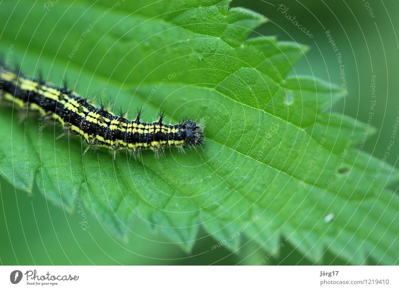 Raupe Natur Pflanze Tier Blatt Grünpflanze Wildpflanze Brennnessel Wildtier 1 grün Farbfoto Außenaufnahme Nahaufnahme Detailaufnahme Makroaufnahme Menschenleer