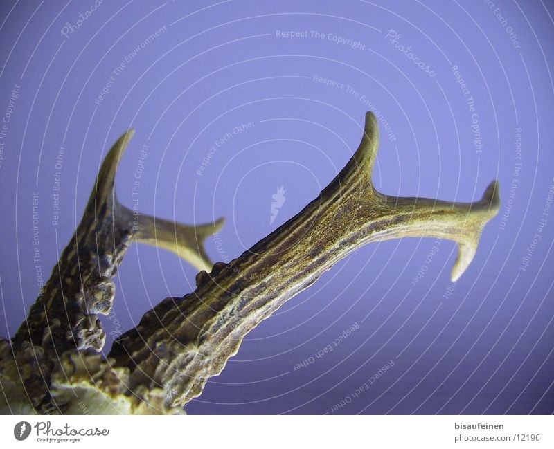 Geweih(t) Reh Horn Trophäe Tier Verkehr rehbock rehgeweih enden todes tier Jagd