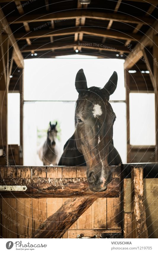 Artgerechte Pferde Haltung im Offenstall Lifestyle Sommer Natur Dorf Tor Gebäude Mauer Wand Fenster Tür Dach Tier einfach Ranch Stall Pferdestall artgerecht