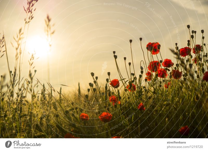 frühMOHrgeNs Natur Pflanze Sonne Sonnenaufgang Sonnenuntergang Sonnenlicht Sommer Schönes Wetter Blume Nutzpflanze Mohn Getreide Feld Blühend Gefühle Glück