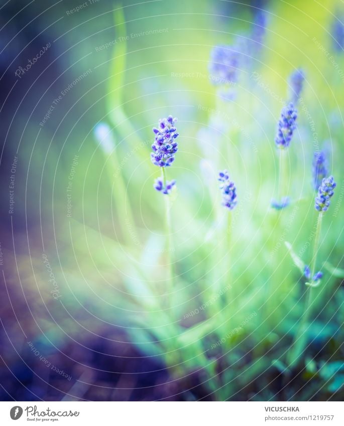 Lavendel im Traumgarten Design Alternativmedizin Sommer Garten Natur Pflanze Schönes Wetter Blume Sträucher Blatt Blüte Park weich Duft Hintergrundbild