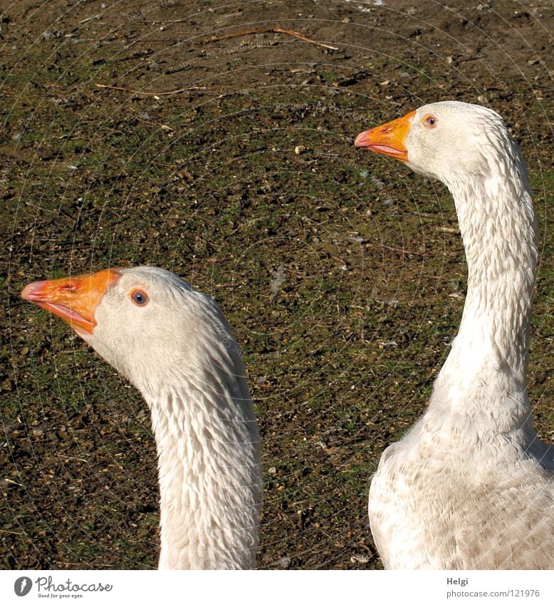 ziemlich neugierig... Gans Schnabel Nasenloch Federbett Daunen Flaum Neugier Blick zielen Bauernhof Landwirtschaft Feld Wiese 2 weiß braun grün weich Tier