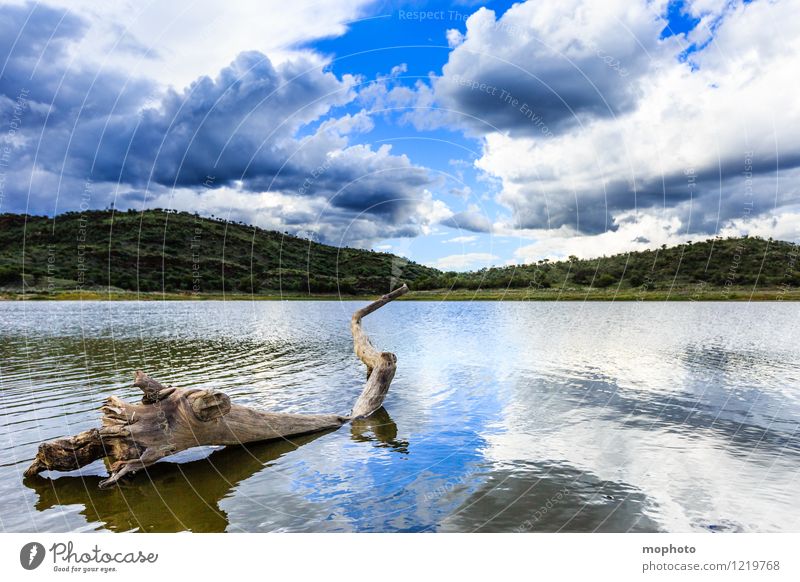 Fingerzeig Natur Landschaft Wasser Himmel Wolken Sonnenlicht Wetter Baum Wellen Seeufer Windhoek Namibia Afrika Menschenleer Holz braun grün weiß ästhetisch