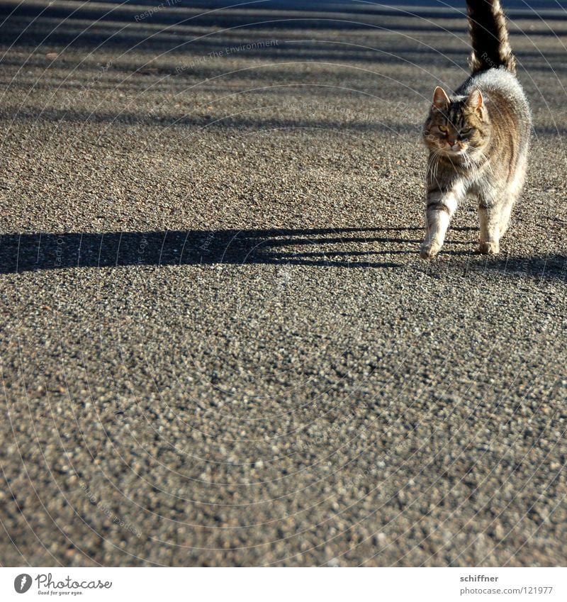 Catwalk I Katze Hauskatze Tier Säugetier Laufsteg stolzieren Fell Schwanz Zuneigung Schatten Felidae Tigerle MuschMusch gehen ranpirschen Haare & Frisuren