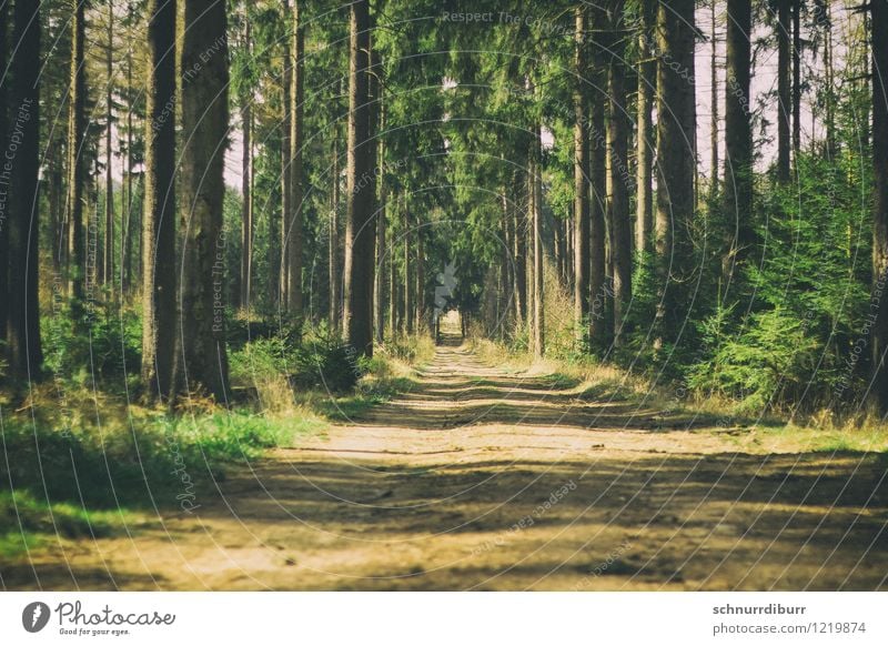 Auf dem Holzweg Erholung ruhig Jagd Ausflug Abenteuer Sommer Sonne wandern Joggen Landwirtschaft Forstwirtschaft Natur Landschaft Pflanze Sonnenlicht