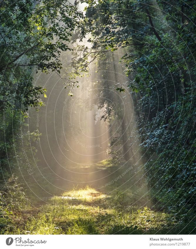 Sonnenstrahlen tanzen im Dunst des Sommermorgens auf einem Waldweg. ruhig Meditation Umwelt Natur Sonnenaufgang Sonnenuntergang Frühling Klima Schönes Wetter