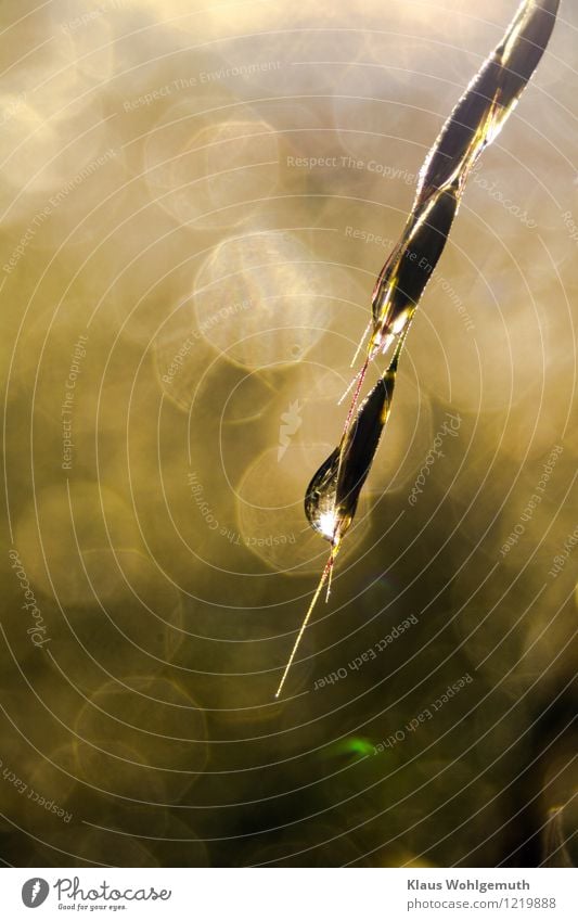 Tautropfen blinkt ain einem Sommermorgen im Licht der Morgensonne an einem Grashalm. Schönes Bokeh Umwelt Natur Pflanze Urelemente Wassertropfen Herbst Regen