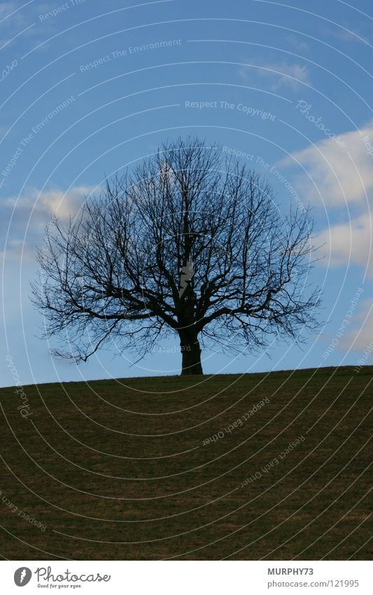 Der nackte Baum im blauen Himmel Linde Geäst Silhouette Wolken Gras Wiese schwarz grün weiß Winter Vergänglichkeit Ast Schatten