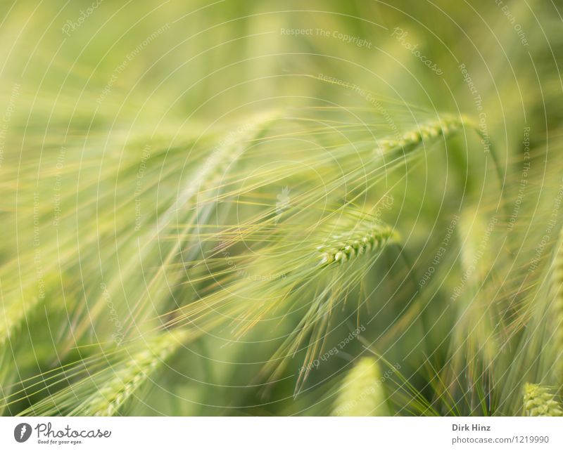 Gerstenfeld Umwelt Natur Landschaft Pflanze Frühling Sommer Nutzpflanze Feld grün Landwirtschaft Agrarprodukt Ackerbau Ähren Getreide filigran Wachstum Ernte