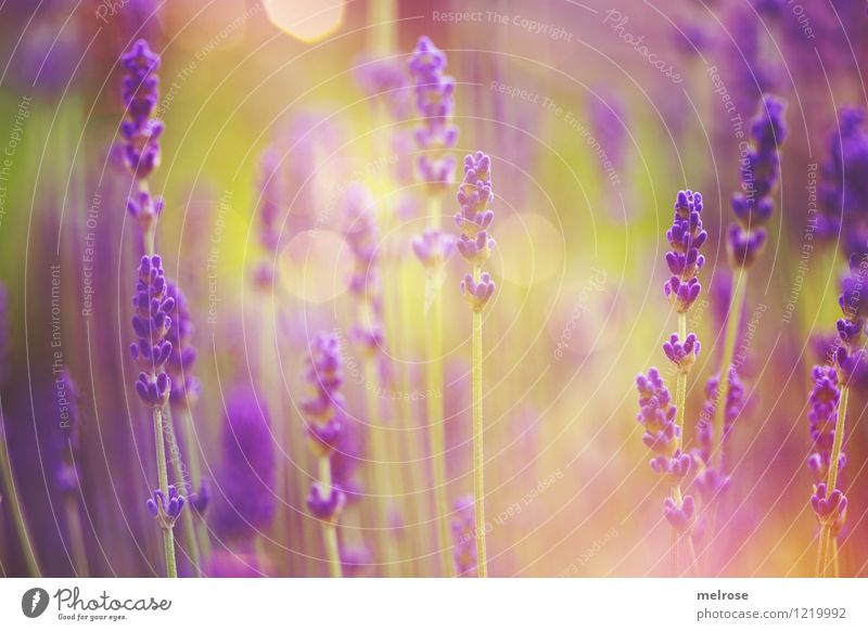 Sommerleuchten elegant Stil Geburtstag Natur Pflanze Schönes Wetter Blume Gras Wildpflanze Topfpflanze Lavendelfeld Blütenstiel Garten Lavendelduft Unschärfe