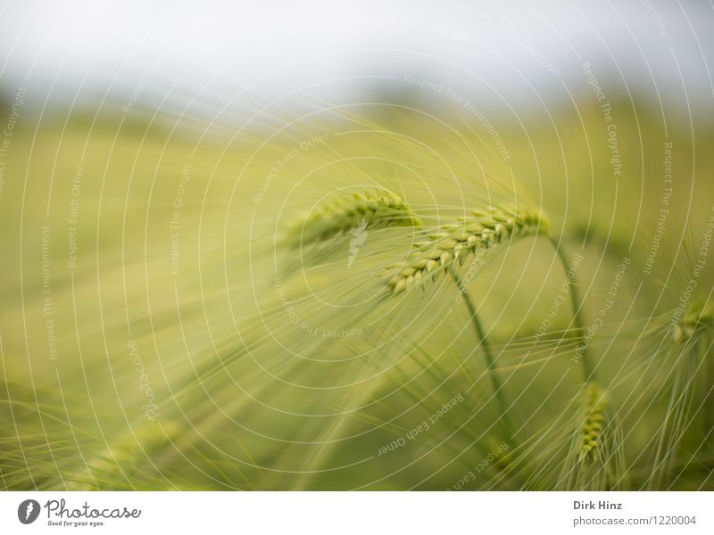 Getreidefeld Umwelt Natur Landschaft Pflanze Sommer Feld ästhetisch grün Ähren Landwirtschaft Feldfrüchte Agrarprodukt filigran Gerste Gerstenfeld Lebensmittel