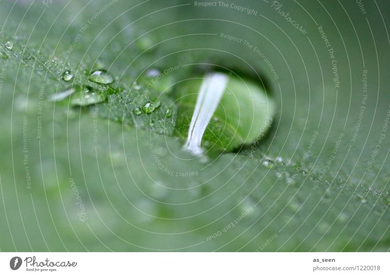 Tropfen schön Gesundheit Wellness Leben harmonisch Kur Spa Garten Taufe Umwelt Natur Pflanze Wasser Wassertropfen Frühling Sommer Regen Blatt Grünpflanze