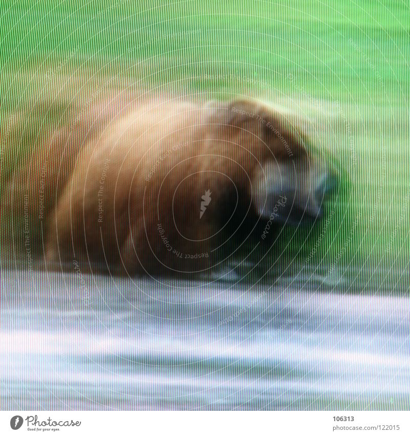 BEAR Bär Wildtier wild Wildnis Natur Braunbär grün Wiese Gras Wasser See Fluss Jäger Landraubtier gefährlich Fell Schnauze Grizzly Jagd Bildpunkt RGB Stil rot