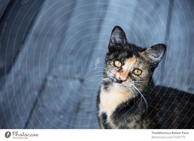 Katze Tier Haustier blau braun gelb gold grau orange schwarz weiß Ohr Schnauze Behaarung Fell Muster Holzbrett Schneidebrett Auge Nase Haare & Frisuren herzlich