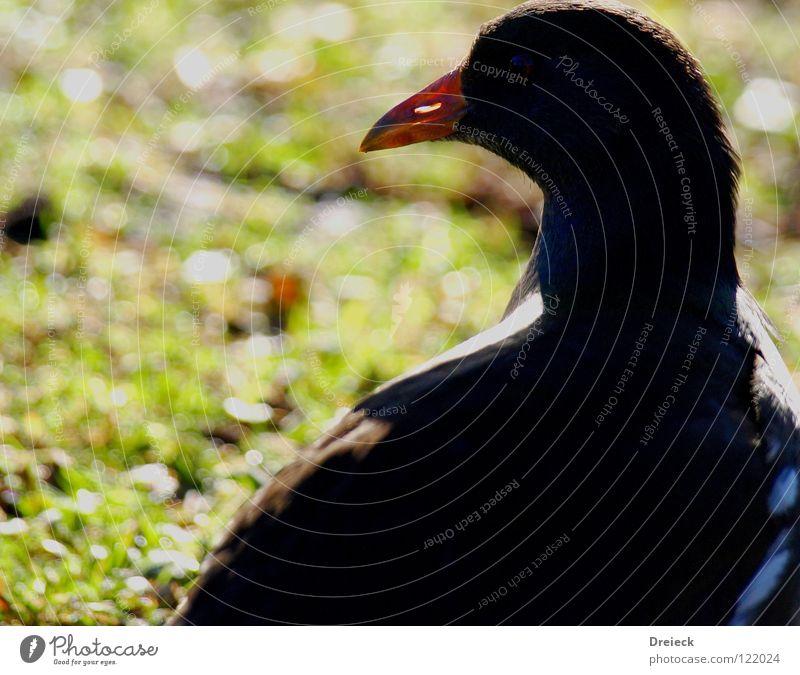 Wasserralle Vogel Gans Erpel gefiedert Schnabel grün braun rot gelb weiß Tier Wiese Gras watscheln Bach See Teich tauchen Teichralle Ente Feder Schönes Wetter