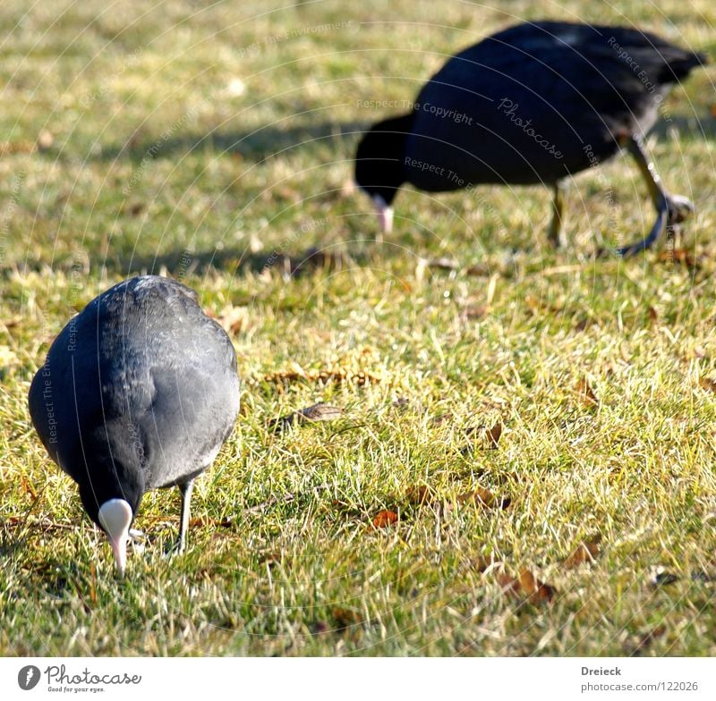 Blässralle² at work Vogel Gans Erpel gefiedert Schnabel grün braun rot gelb weiß Tier Wiese Gras watscheln Bach See Teich tauchen Ente Feder Schönes Wetter blau