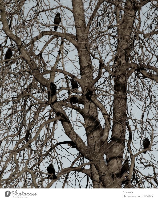 Krähenkonferenz Vogel Luft gefiedert Schnabel schwarz dunkel braun Tier Baum Sträucher Blatt Baumkrone Rabenvögel Aasfresser Himmel fliegen Feder Schönes Wetter