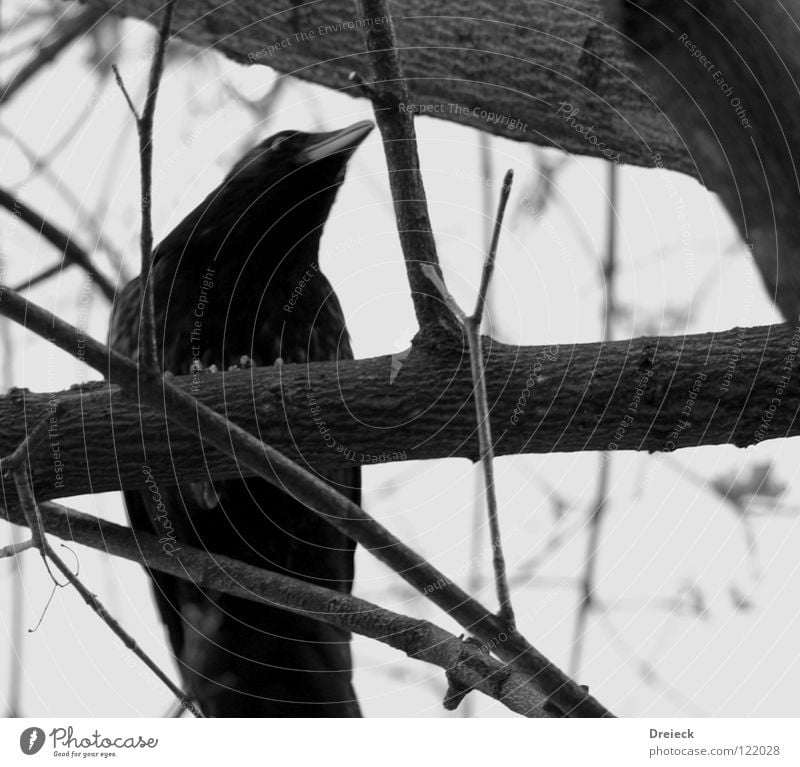 Aaskrähe Vogel Luft gefiedert Schnabel schwarz dunkel braun Tier Baum Sträucher Blatt Baumkrone Krähe Rabenvögel Aasfresser Himmel fliegen Feder Schönes Wetter