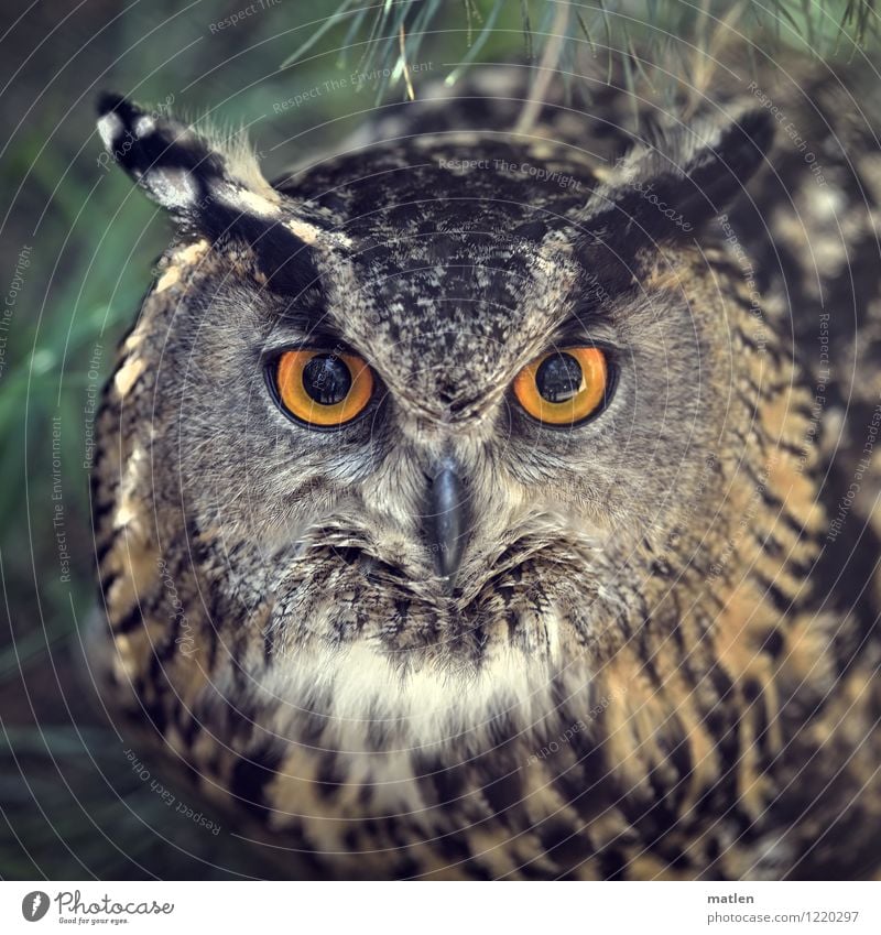 Bubo bubo Tier Vogel Tiergesicht 1 braun grün orange schwarz Uhu fixieren hypnotisch Farbfoto Außenaufnahme Muster Menschenleer Tag Kontrast