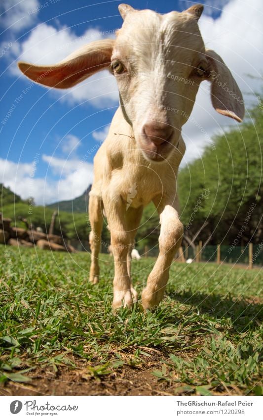 Ziege Tier Nutztier Streichelzoo blau braun gelb grau grün schwarz weiß Ziegen Tierjunges Ohr Gras Weide Baum Auge Horn Nase lustig Blick in die Kamera Spielen