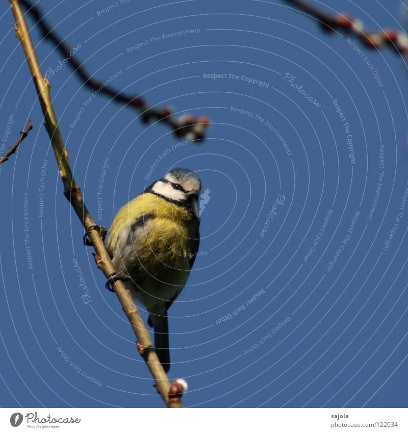 blaumeise Tier Himmel Vogel Tiergesicht Auge 1 beobachten festhalten Blick kalt niedlich gelb weiß Umwelt Blaumeise Meisen Feder Farbfoto Außenaufnahme