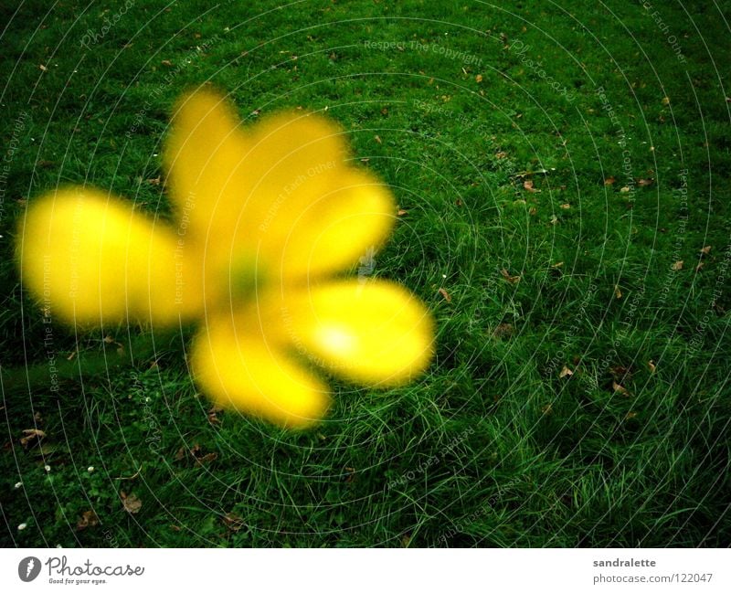 Butterblümchen gelb grün Unschärfe Wiese Gras Sommertag Vordergrund Hintergrundbild Park Löwenzahn Rasen Konzentration vorwärts rückwärts sattes Grün