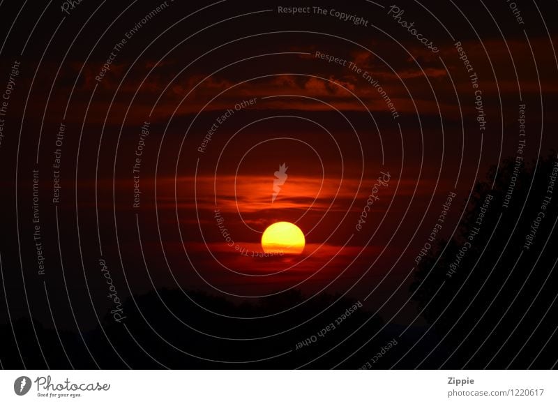 Lion King Natur Himmel Wolken Sonne Sonnenaufgang Sonnenuntergang Sonnenlicht Schönes Wetter Erholung genießen leuchten träumen Unendlichkeit natürlich schön