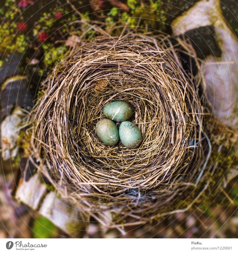 Nest Umwelt Natur Tier Gras Moos Totes Tier Vogel Tierjunges Gefühle Traurigkeit Trauer Nestbau Ei Amsel Stroh strohig türkis blau Garten 3 Farbfoto