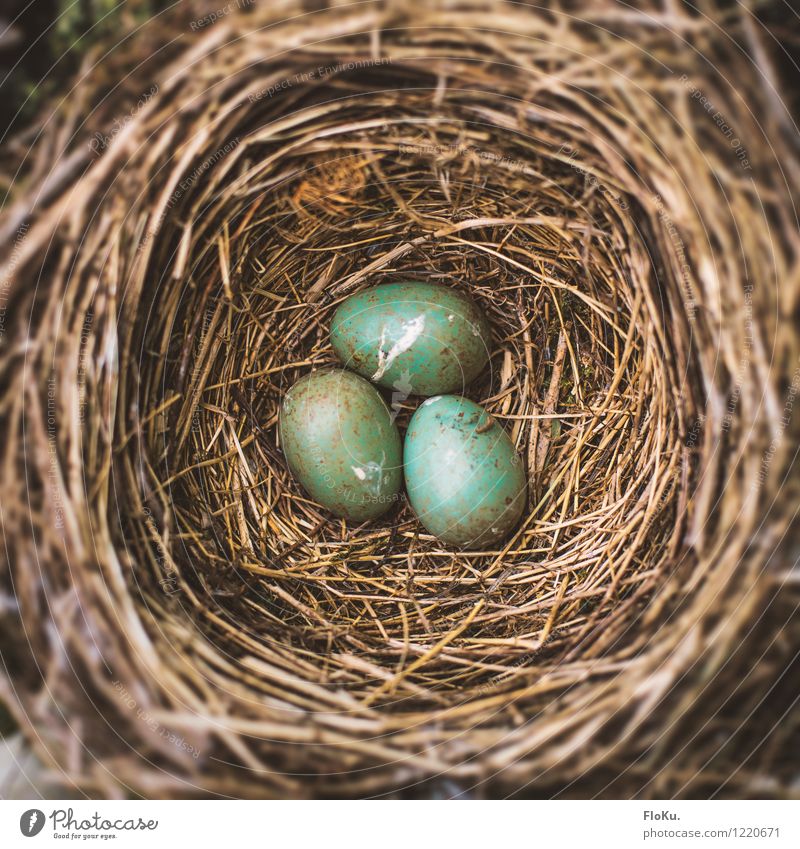 Manchmal wirds eben nichts Umwelt Natur Tier Wildtier Totes Tier Vogel Kugel blau türkis Gefühle Stimmung Traurigkeit Trauer Nestbau Horst Ei Amsel Stroh