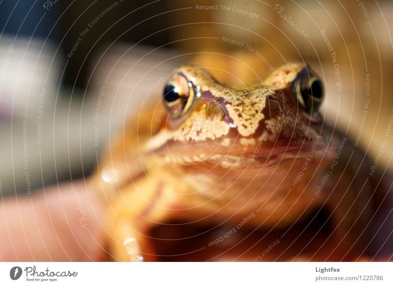 Jabba the Hood Frosch 1 Tier alt hocken Jagd Gesundheit braun Froschperspektive Froschkönig Froschlaich springen Fressen Fliege Auge Zoomeffekt Farbfoto