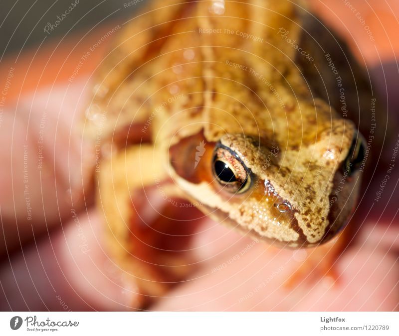 Froger Willemsen Tier Frosch 1 Tierjunges braun Froschperspektive Amphibie Hand Natur Umweltschutz umweltfreundlich Schädlingsbekämpfung Farbfoto Makroaufnahme