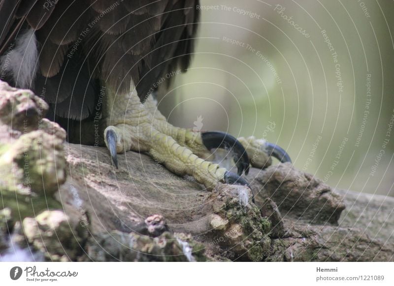 Adlerkrall Tier Krallen Pfote Zoo Vogel Landraubtier 1 ästhetisch sportlich Adlerkrallen Farbfoto Außenaufnahme Nahaufnahme Detailaufnahme Makroaufnahme