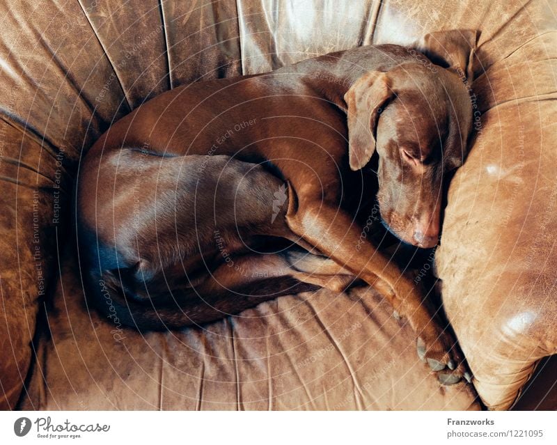 Deer Fell Leder Hund 1 Tier Geborgenheit Sessel Tiertraining schlafen Erholung zusammengerollt genießen niedlich Glück Jagdhund Hundekorb Schlafplatz liegen