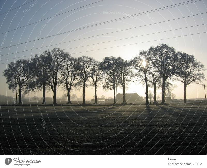 ländliche Wintermelancholie Baum Allee Feld kalt trist schwarz Gegenlicht Ödland Ferne Jahreszeiten dunkel Trauer Einsamkeit ruhig bewegungslos Langeweile