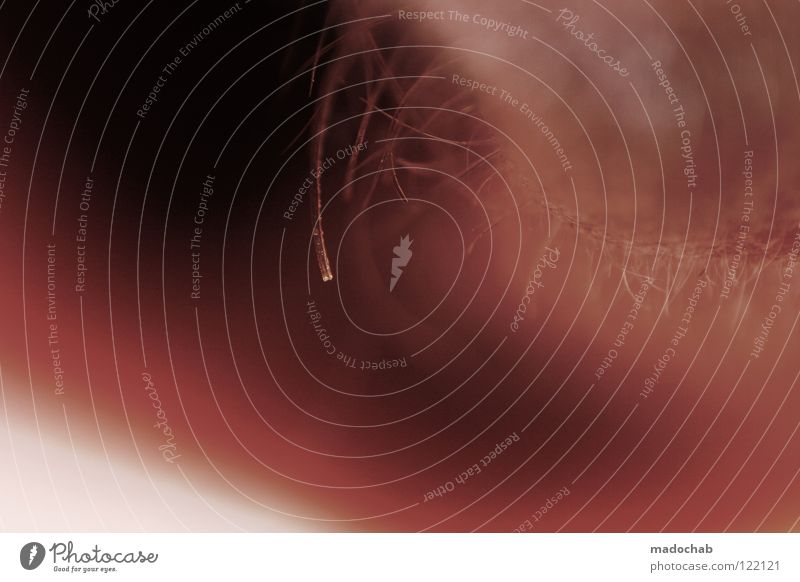 1111 träumen zart fein Romantik kuschlig Zärtlichkeiten abstrakt verwundbar filigran Anatomie Gesundheitswesen Freundlichkeit rosa magenta Glätte traumhaft