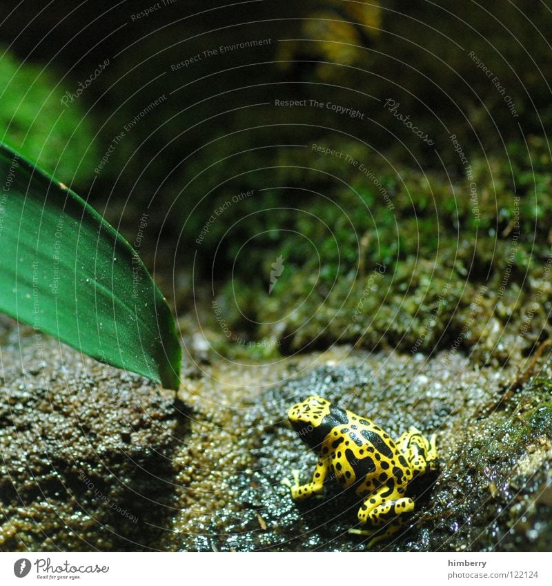 peter maffay Tier Zoo hüpfen gelb feucht Frogger Moor Blatt Schüchternheit Mangel Park Frosch kleintier hüpfer frog exotisch Bodenbelag selten Natur