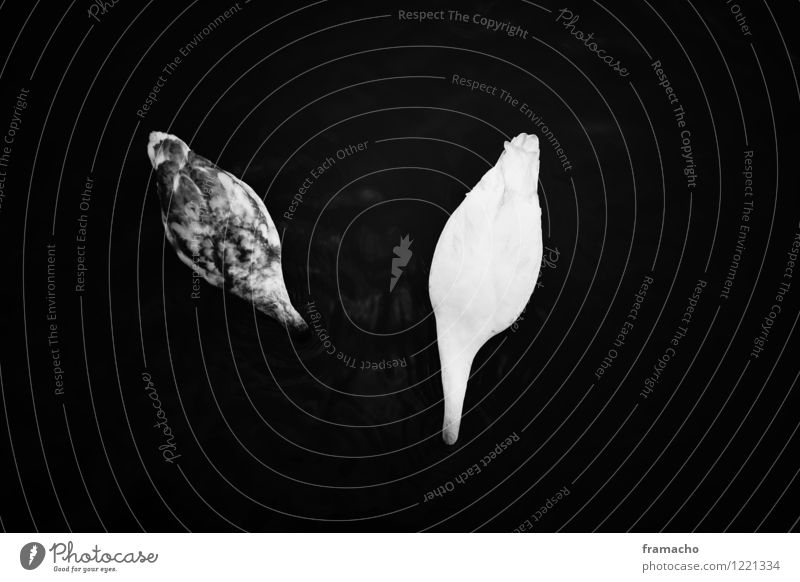 swans Umwelt Natur Tier Wasser See Wildtier Schwan 2 Tierjunges ästhetisch authentisch dunkel Zusammensein schön maritim natürlich Vertrauen ruhig träumen