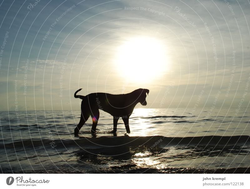 Hund am Strand laufen Säugetier Spaziergang wandern Sonnenuntergang Meer Ferien & Urlaub & Reisen Ko Tao Thailand Küste Asien Tölle Abend Abenddämmerung Wasser