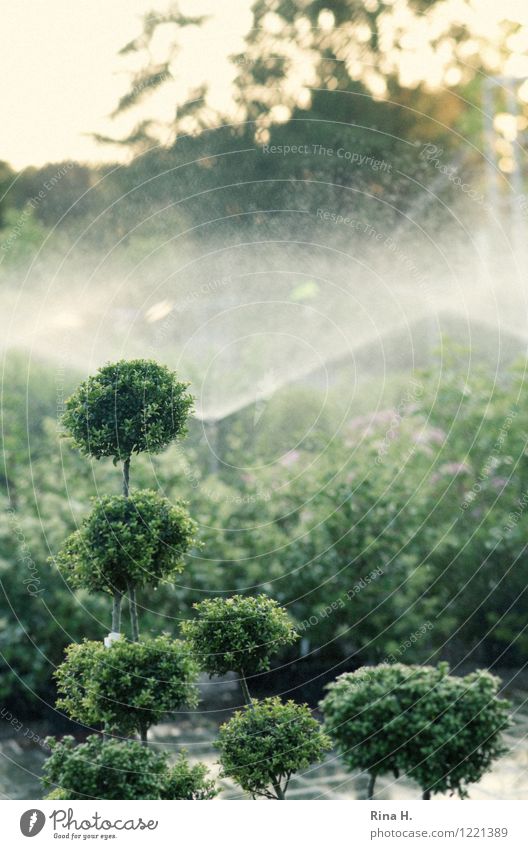 Hitze Sommer Baum Topfpflanze Garten Park grün Umwelt Bewässerung Dürre Buchsbaum Farbfoto Gedeckte Farben Außenaufnahme Menschenleer Schwache Tiefenschärfe