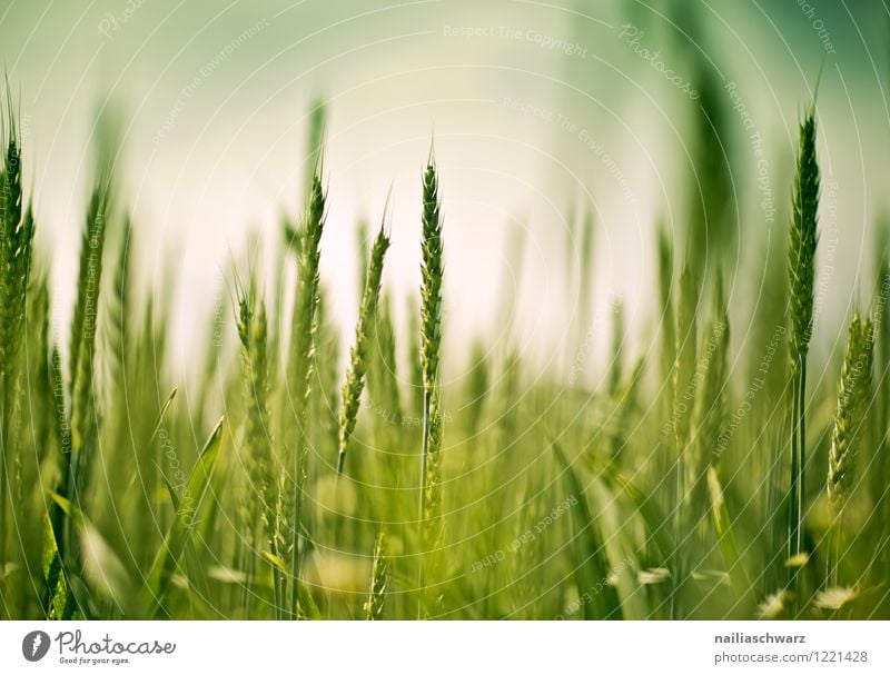 Weizenfeld im Fruehling Sommer Landwirtschaft Forstwirtschaft Natur Landschaft Frühling Pflanze Nutzpflanze Feld Wachstum Gesundheit natürlich schön grün rot