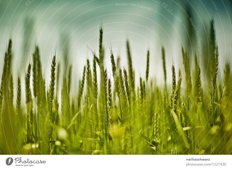 Weizenfeld im Fruehling Sommer Umwelt Natur Landschaft Pflanze Frühling Gras Nutzpflanze Wiese Feld Wachstum natürlich schön blau grün Frühlingsgefühle