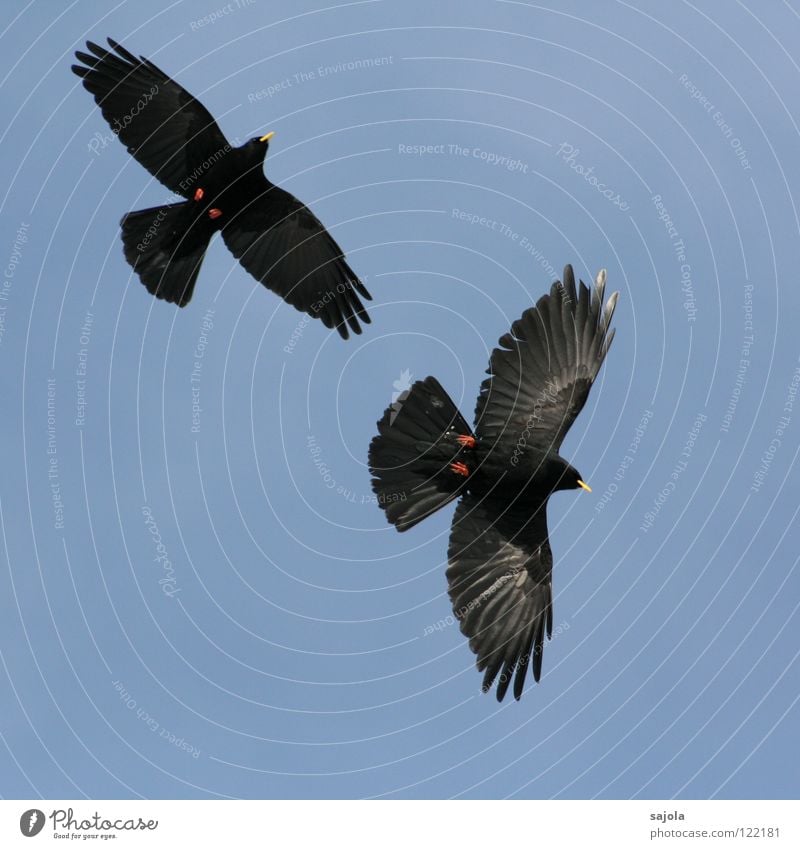 alpendohlen Freiheit Tier Wildtier Vogel Flügel 2 Tierpaar fliegen frei Zusammensein blau gelb rot schwarz Zusammenhalt Alpendohle Dohle Schnabel Feder Schweiz