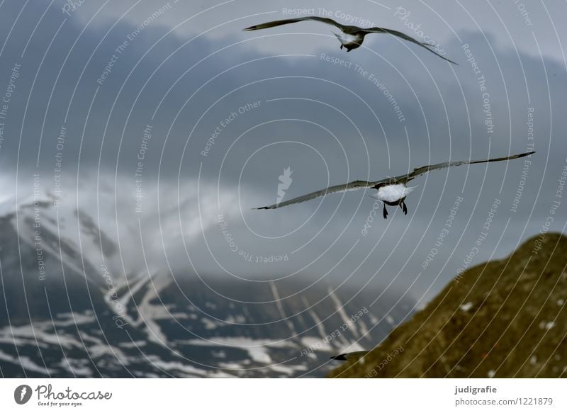 Island Umwelt Natur Landschaft Tier Himmel Wolken Berge u. Gebirge Küste Wildtier Vogel Möwe 2 fliegen kalt natürlich wild Stimmung Leben