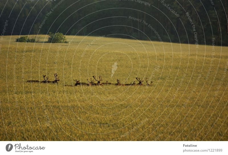 Damwild Umwelt Natur Landschaft Pflanze Tier Schönes Wetter Nutzpflanze Feld Wald Wildtier Tiergruppe Rudel frei hell natürlich Hirsche Farbfoto Gedeckte Farben