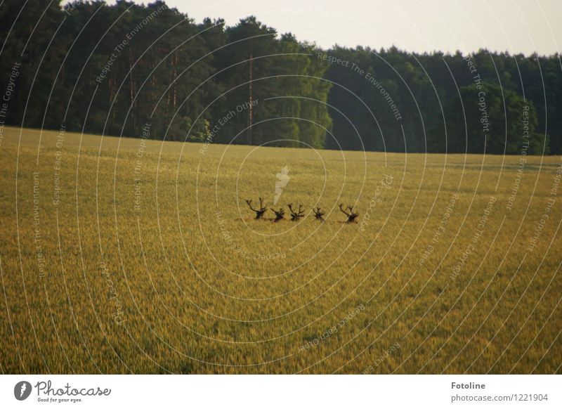 Wo gings lang? Umwelt Natur Landschaft Pflanze Tier Himmel Wolkenloser Himmel Sommer Nutzpflanze Feld Wald Wildtier Rudel frei natürlich Damwild Hirsche