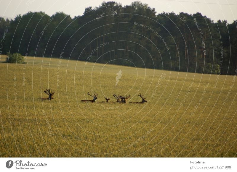 Wandertag Umwelt Natur Landschaft Pflanze Tier Himmel Sommer Schönes Wetter Feld Wald frei hell natürlich wild Damwild Hirsche Kornfeld Horn Farbfoto mehrfarbig